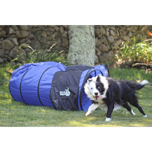 A black and white dog running out of an agility tunnel.